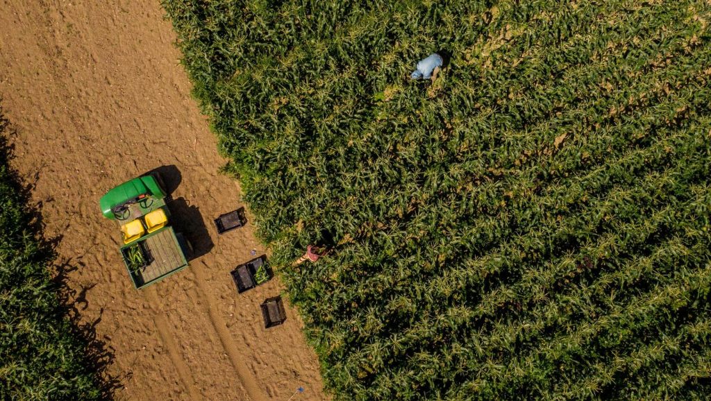 An aerial image of a field