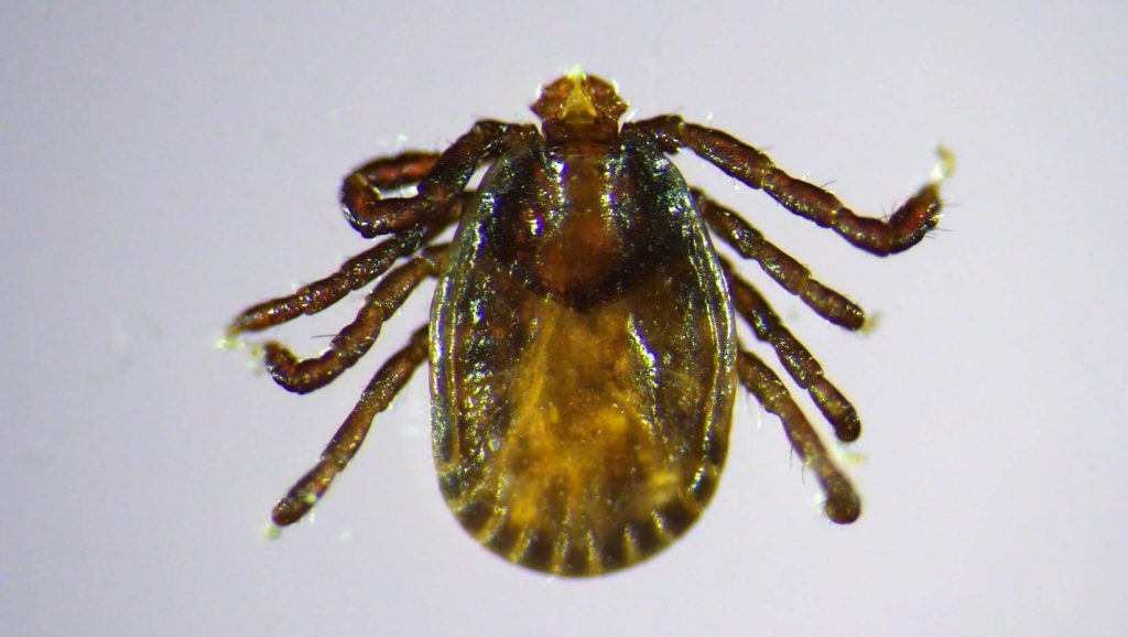 A photo of a tick