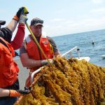 A photo of two people on a boat measuring kelp